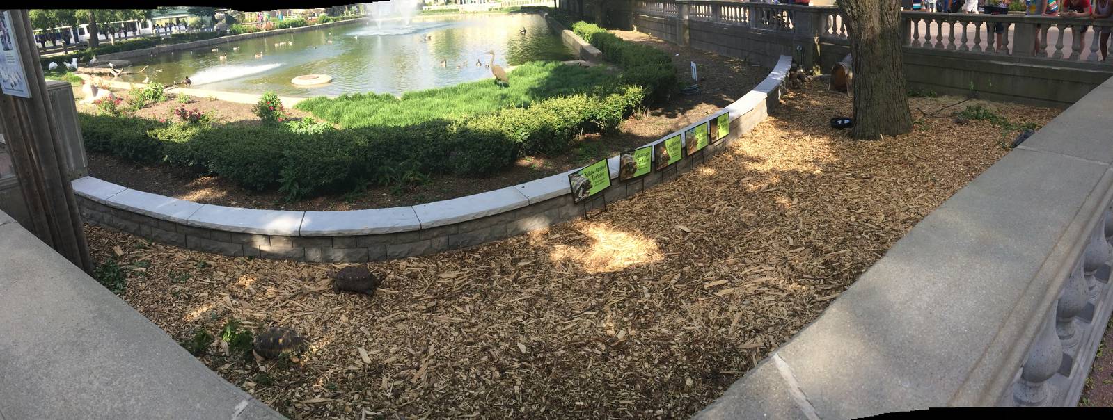 New outdoor tortoise exhibit