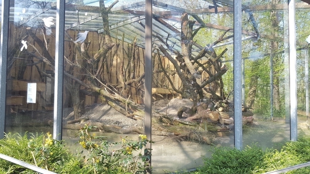 New outside enclosure for spider monkeys