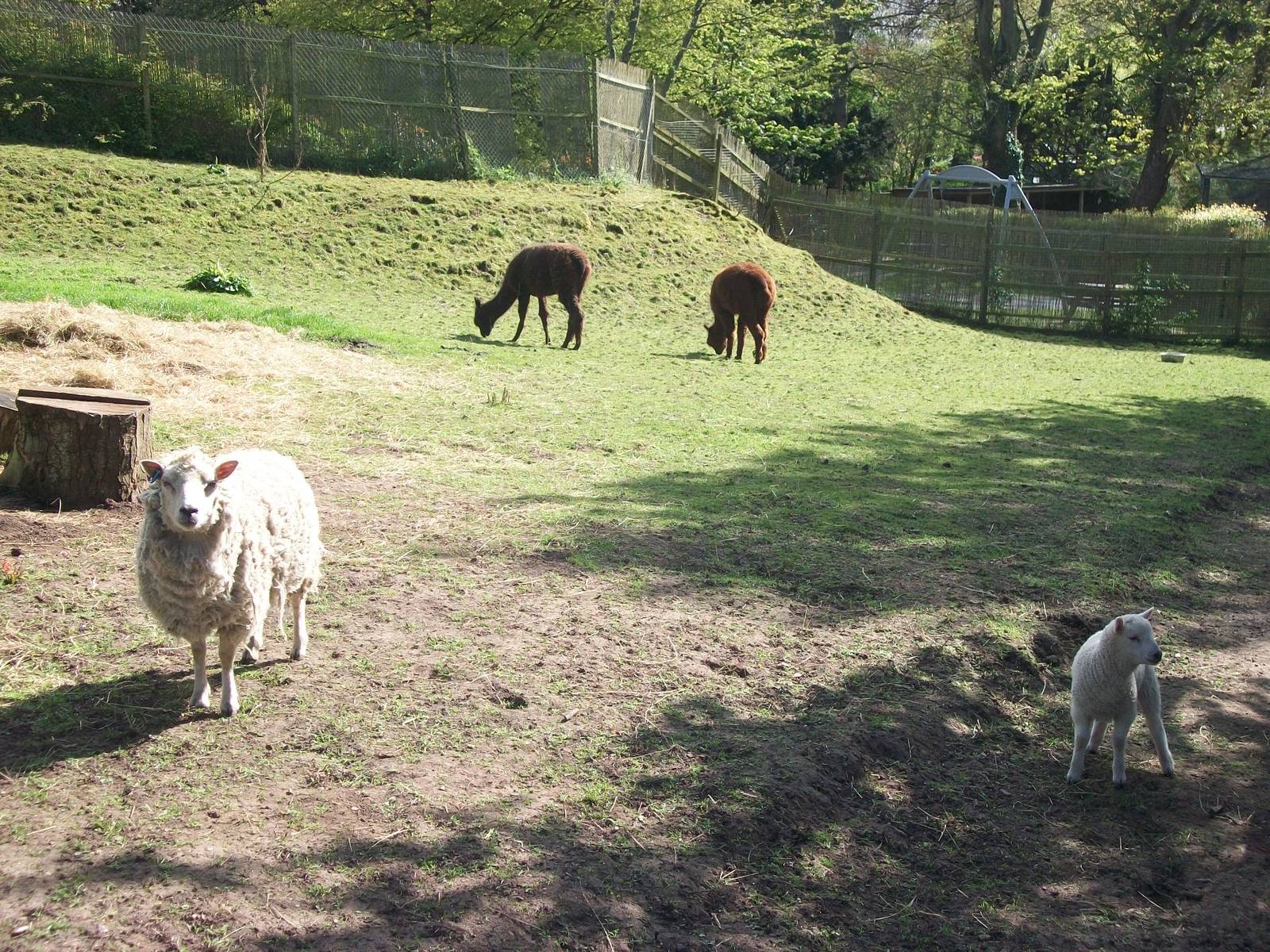 New paddock mates, 2nd May 2014