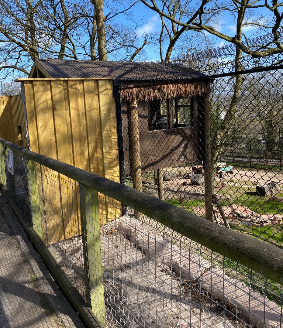 New Painted / African Hunting Dog enclosure under construction, viewing window, Dudley, UK