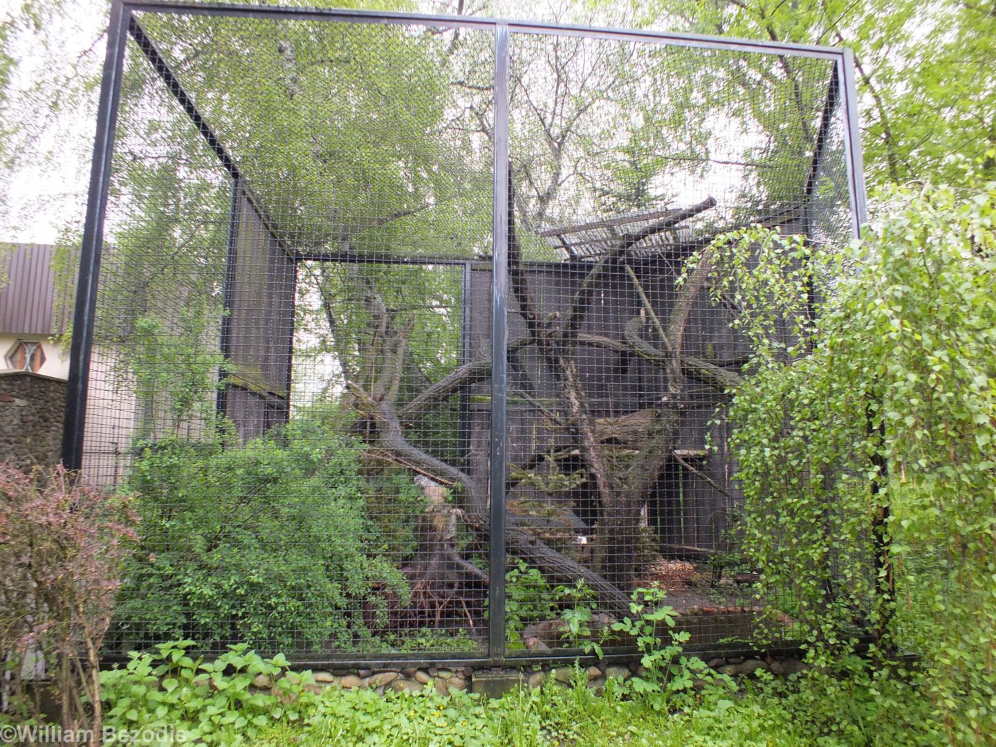 New Pallas' Cat Enclosure, Formerly Holding White-tailed Sea-eagles and King Vulture