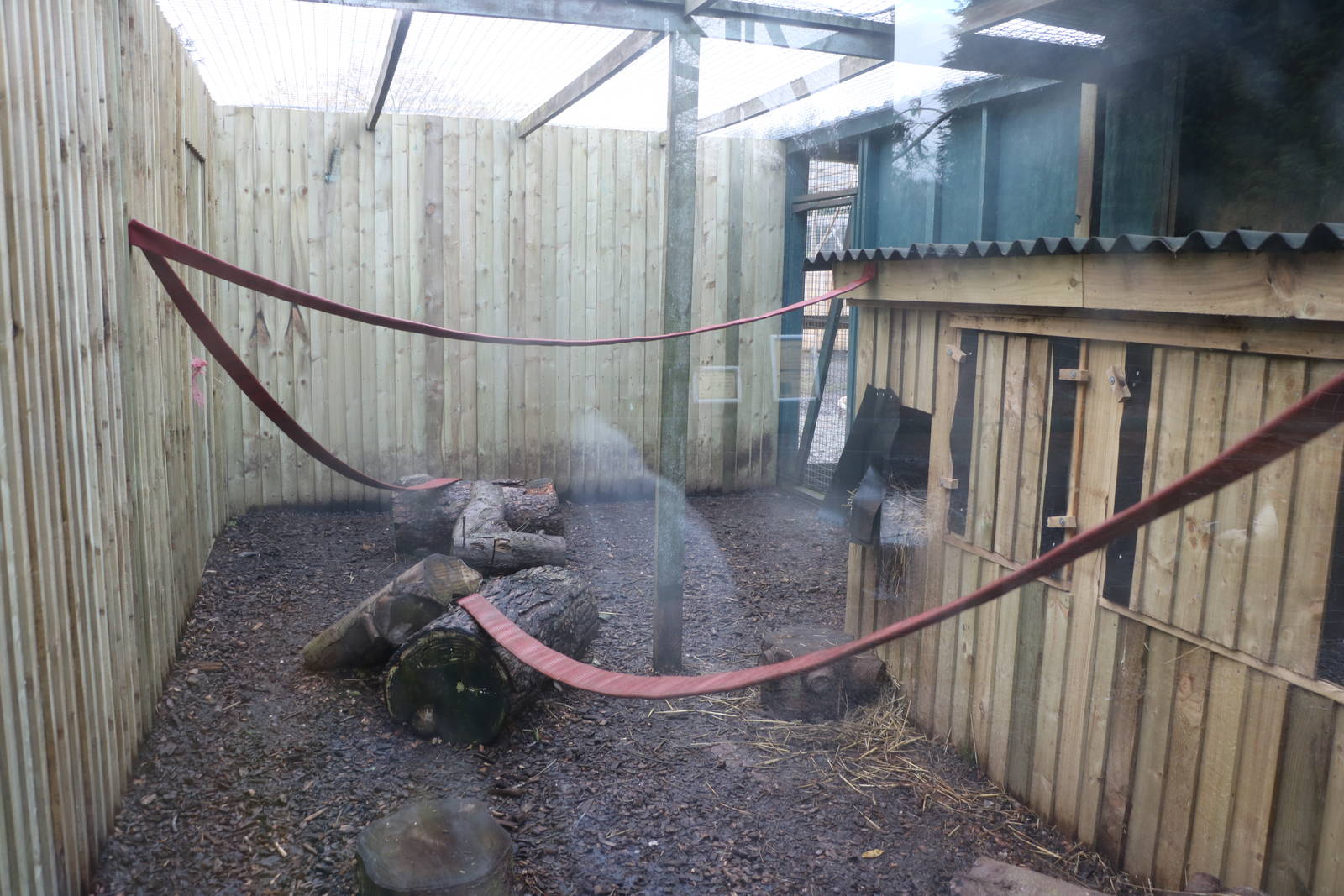 New palm civet outdoor enclosure, November 2015