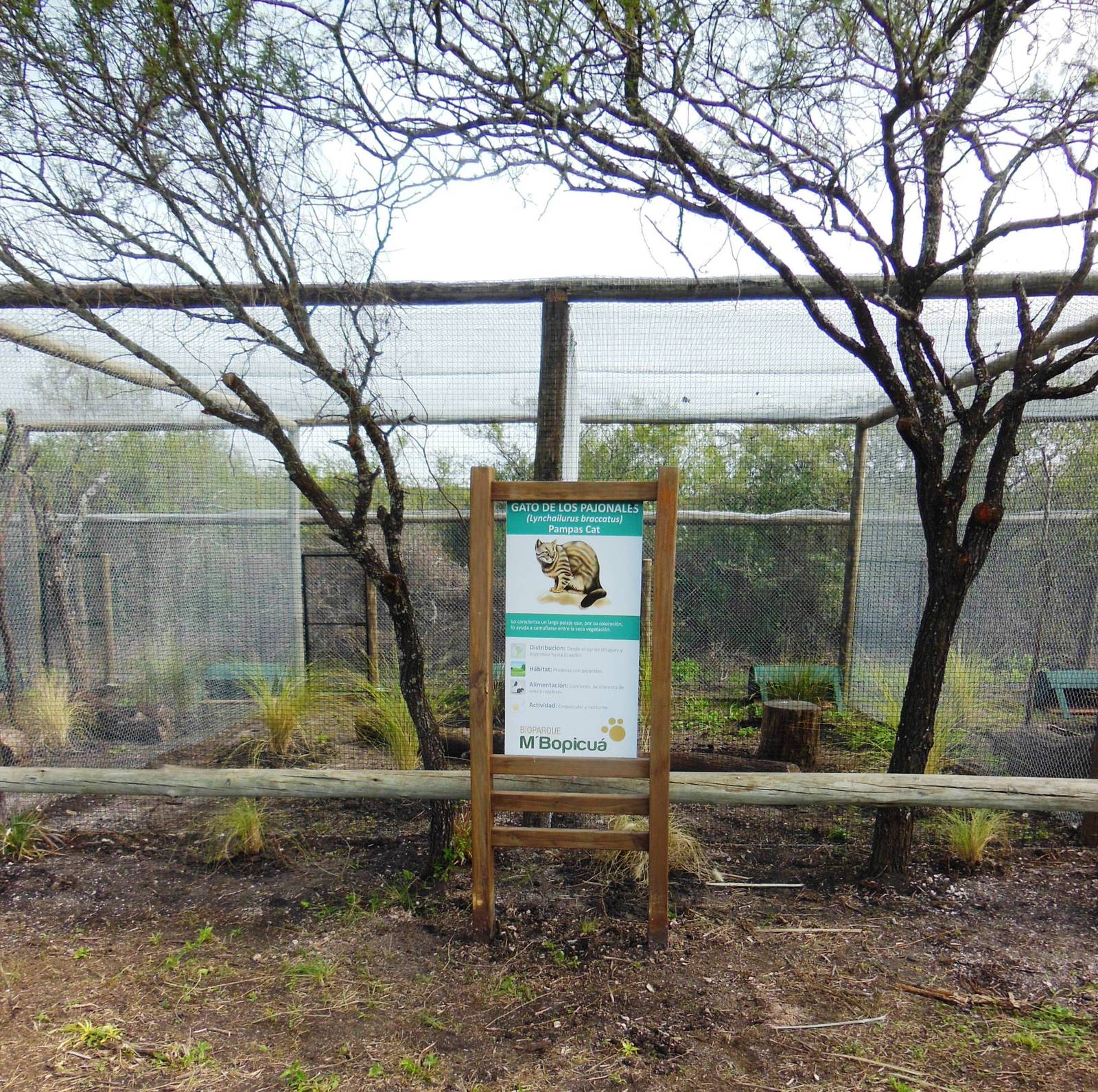 New Pampas Cat Exhibit
