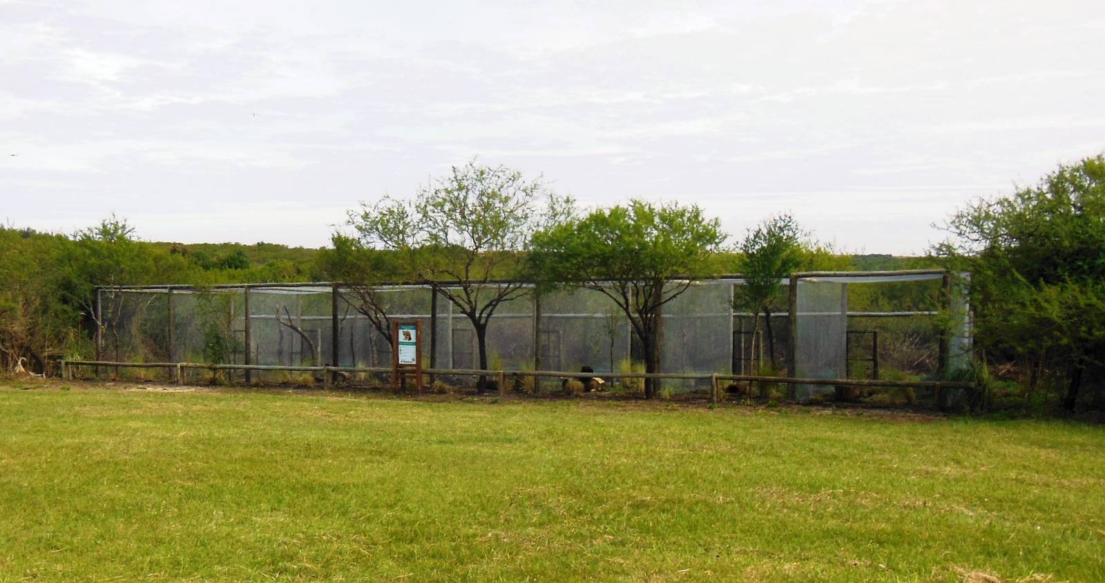 New Pampas Cat Exhibit