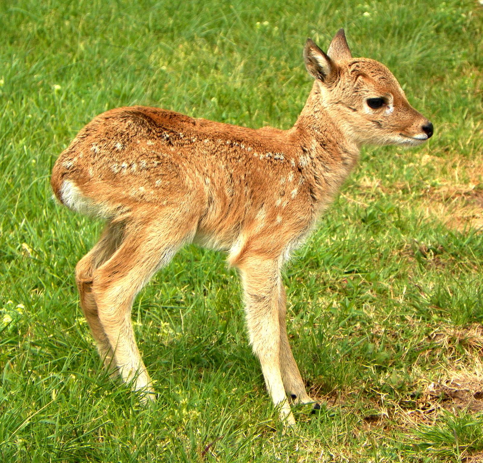 New Pampas Deer