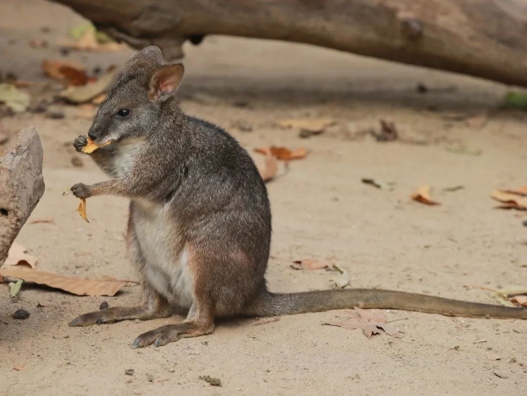 （New）Parma Wallaby