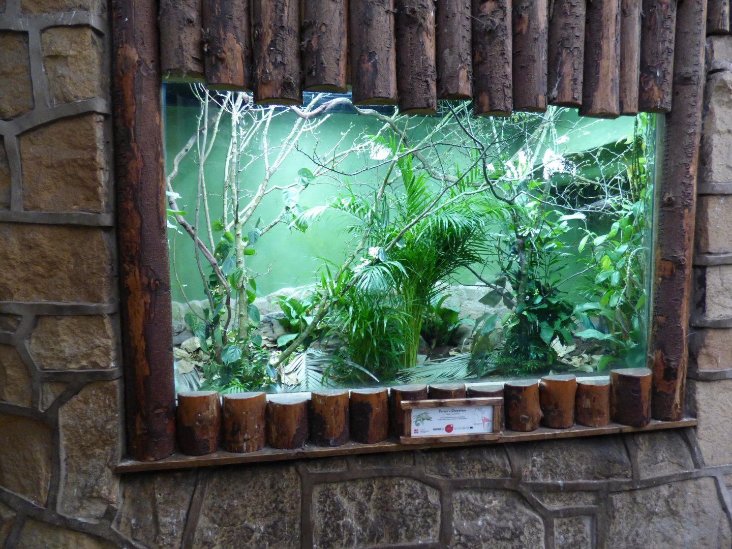 New Parson's Chameleon Enclosure