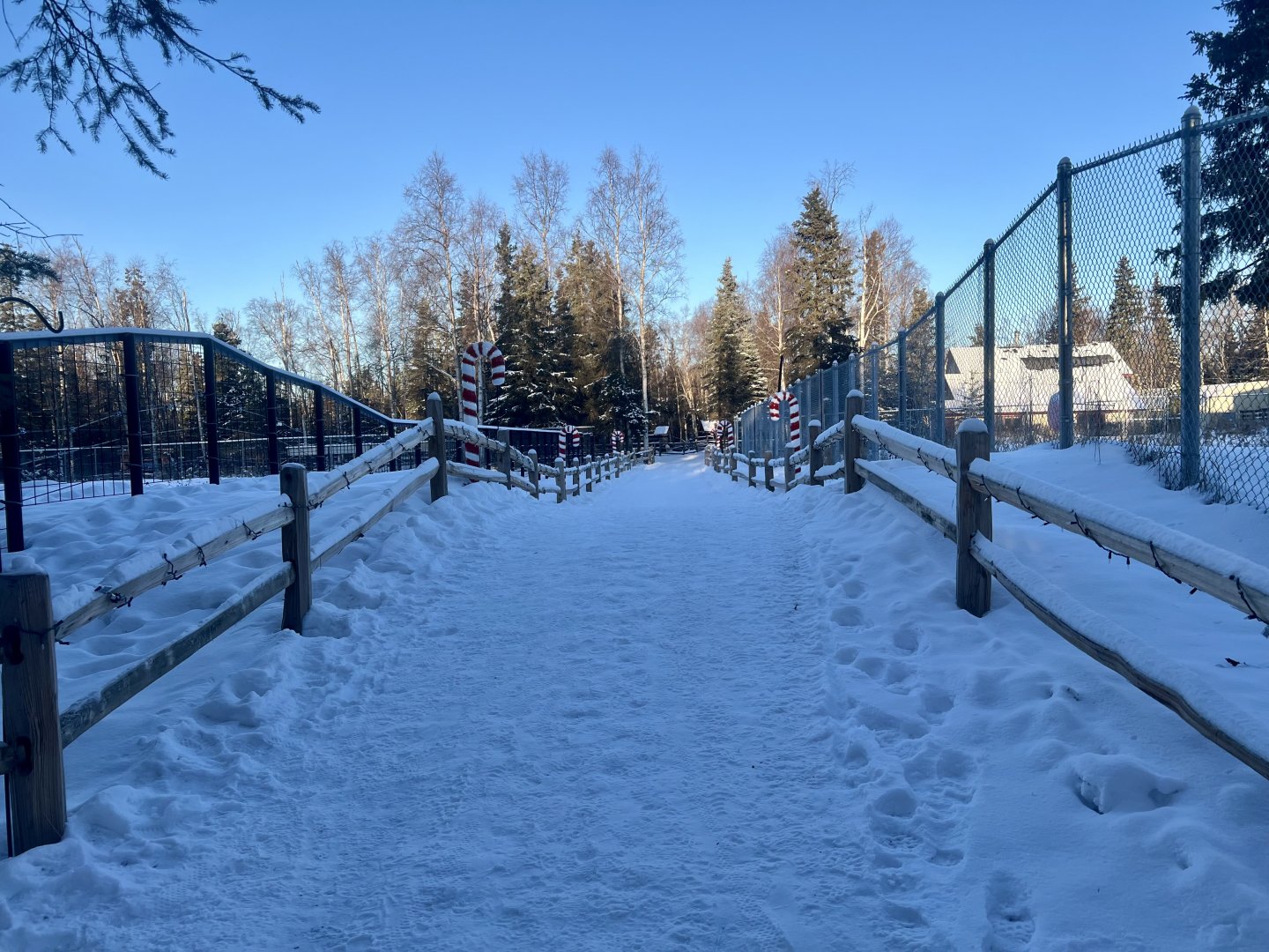 New Pathway Bisecting Old Moose Habitat
