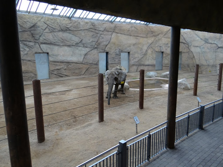 New pavilion of Loxodonta africana