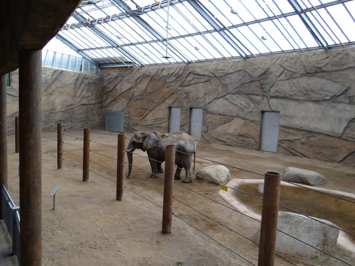 New pavilion of Loxodonta africana