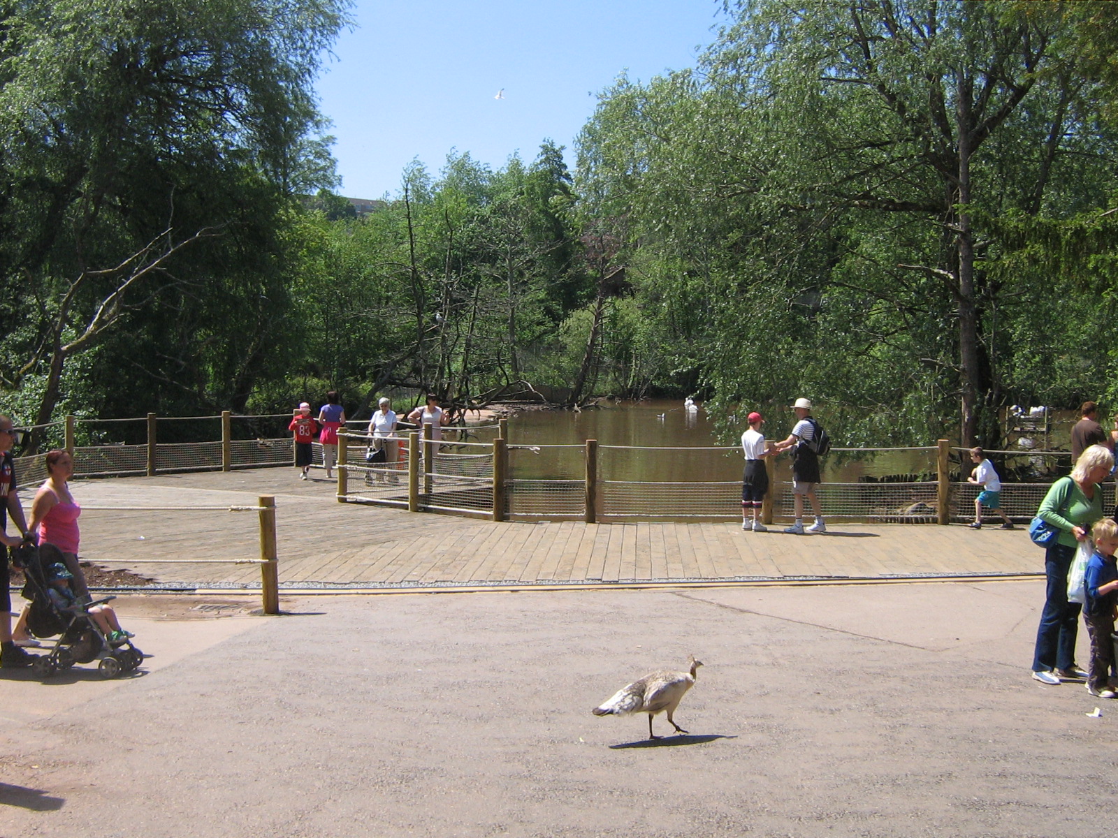 New Pelican Feeding Pier June 2010