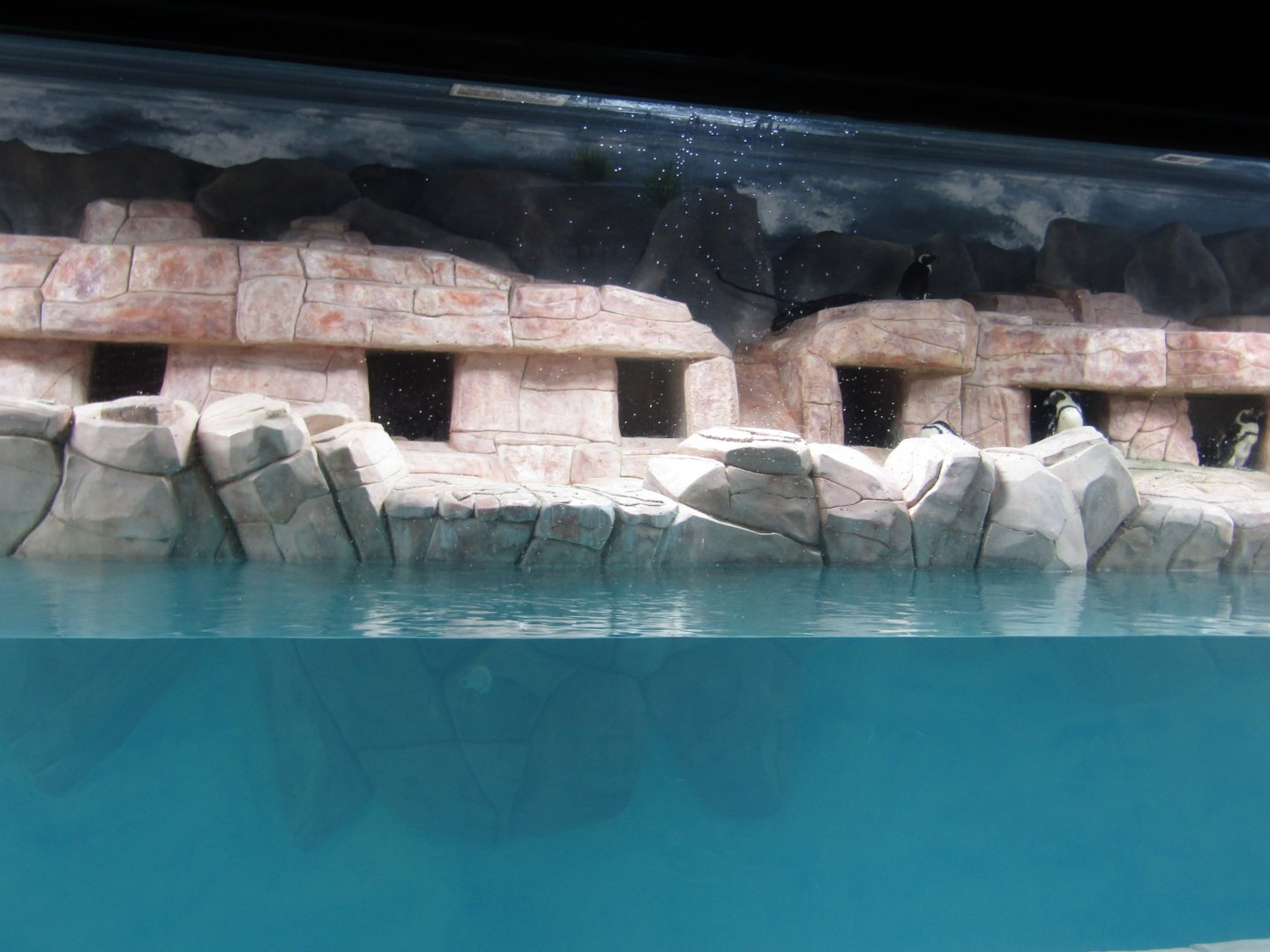 New Penguin Cove - African Penguin Exhibit