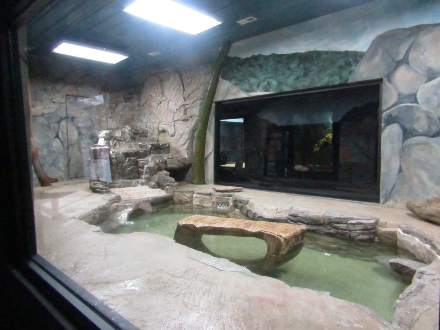New Penguin Cove - Asian Small Clawed Otter Exhibit