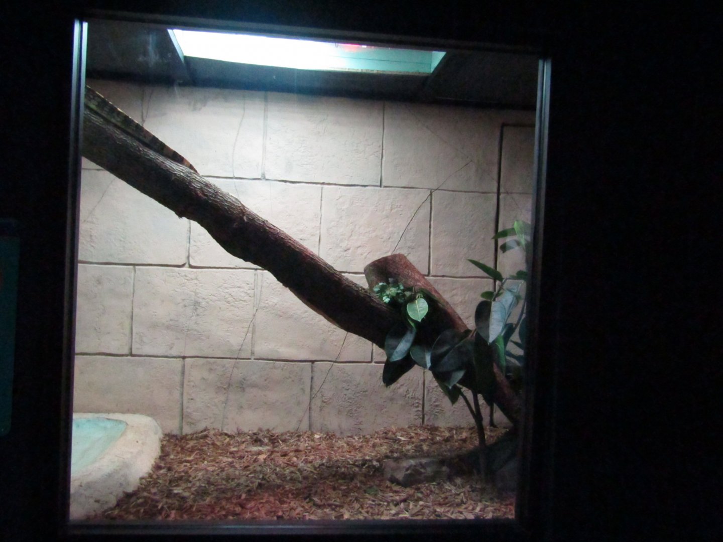 New Penguin Cove - Asian Water Monitor Exhibit