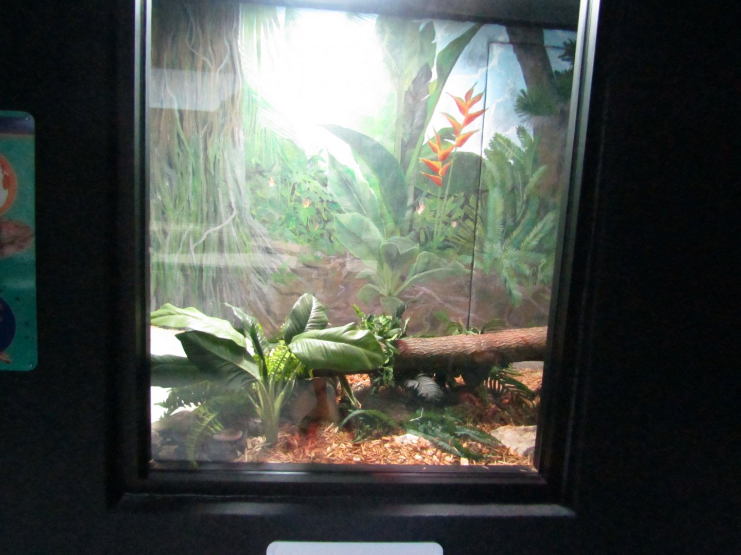 New Penguin Cove - Boa Constrictor Exhibit