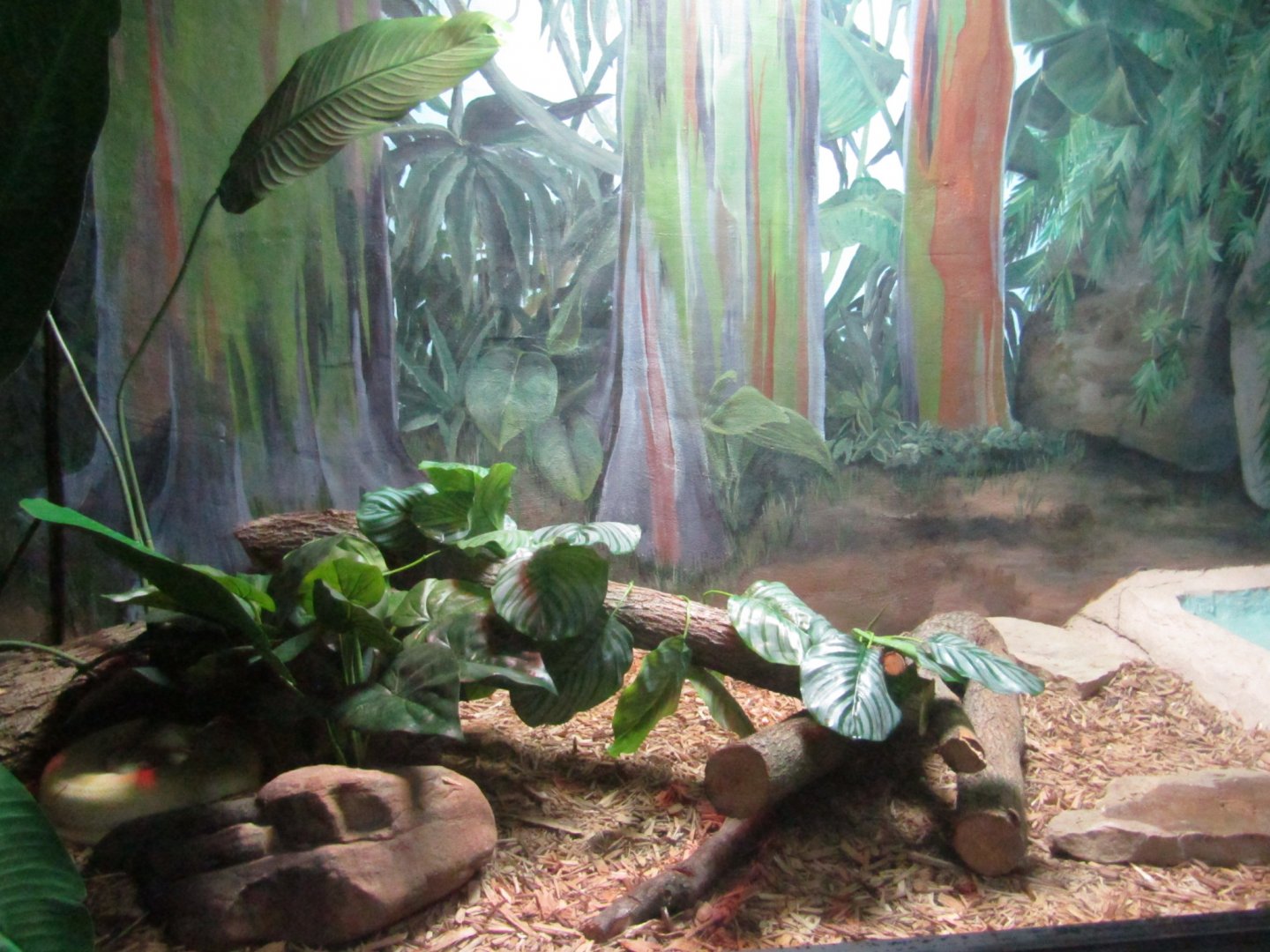 New Penguin Cove - Burmese Python Exhibit