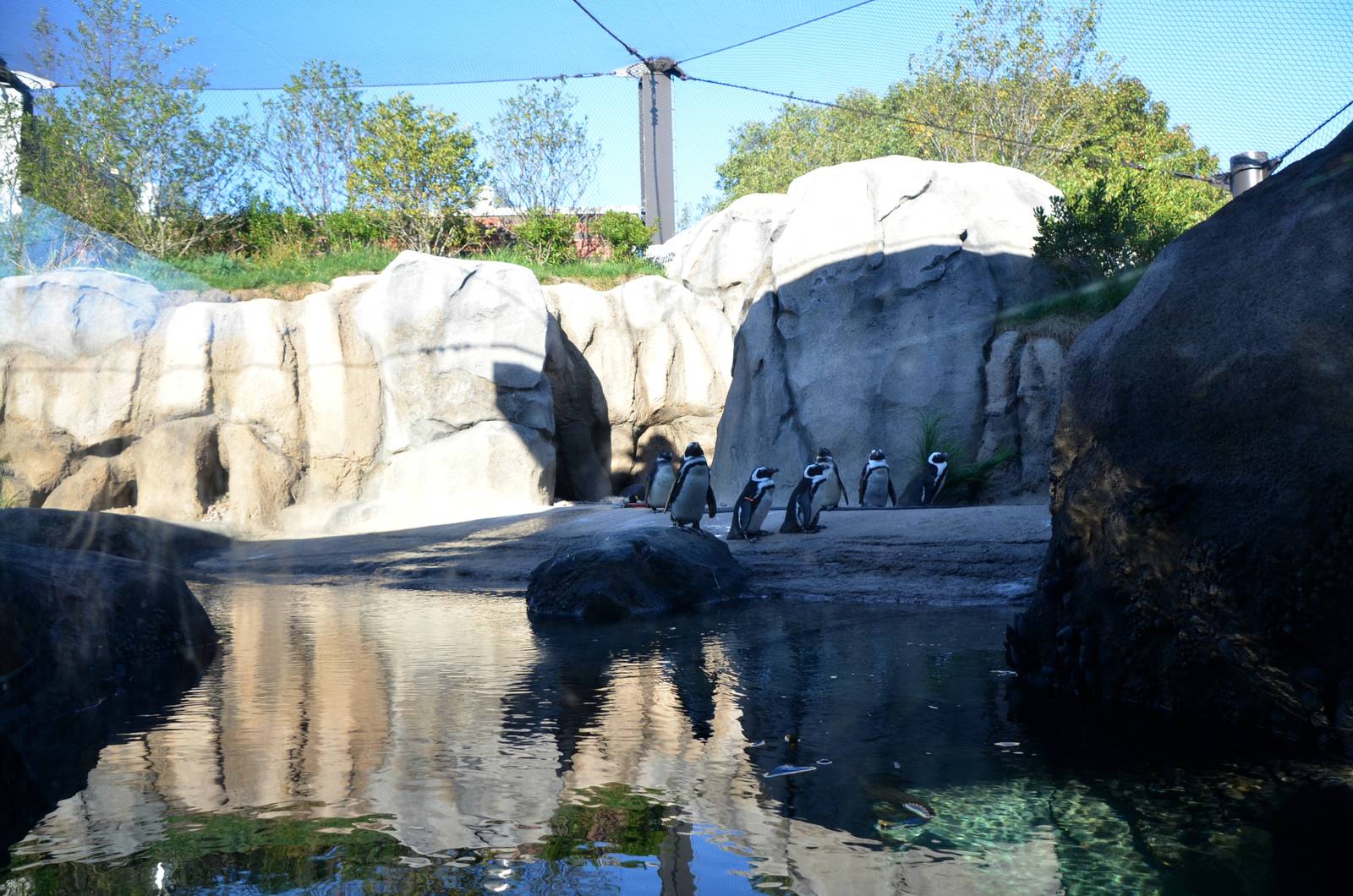 New Penguin Cove exhibit