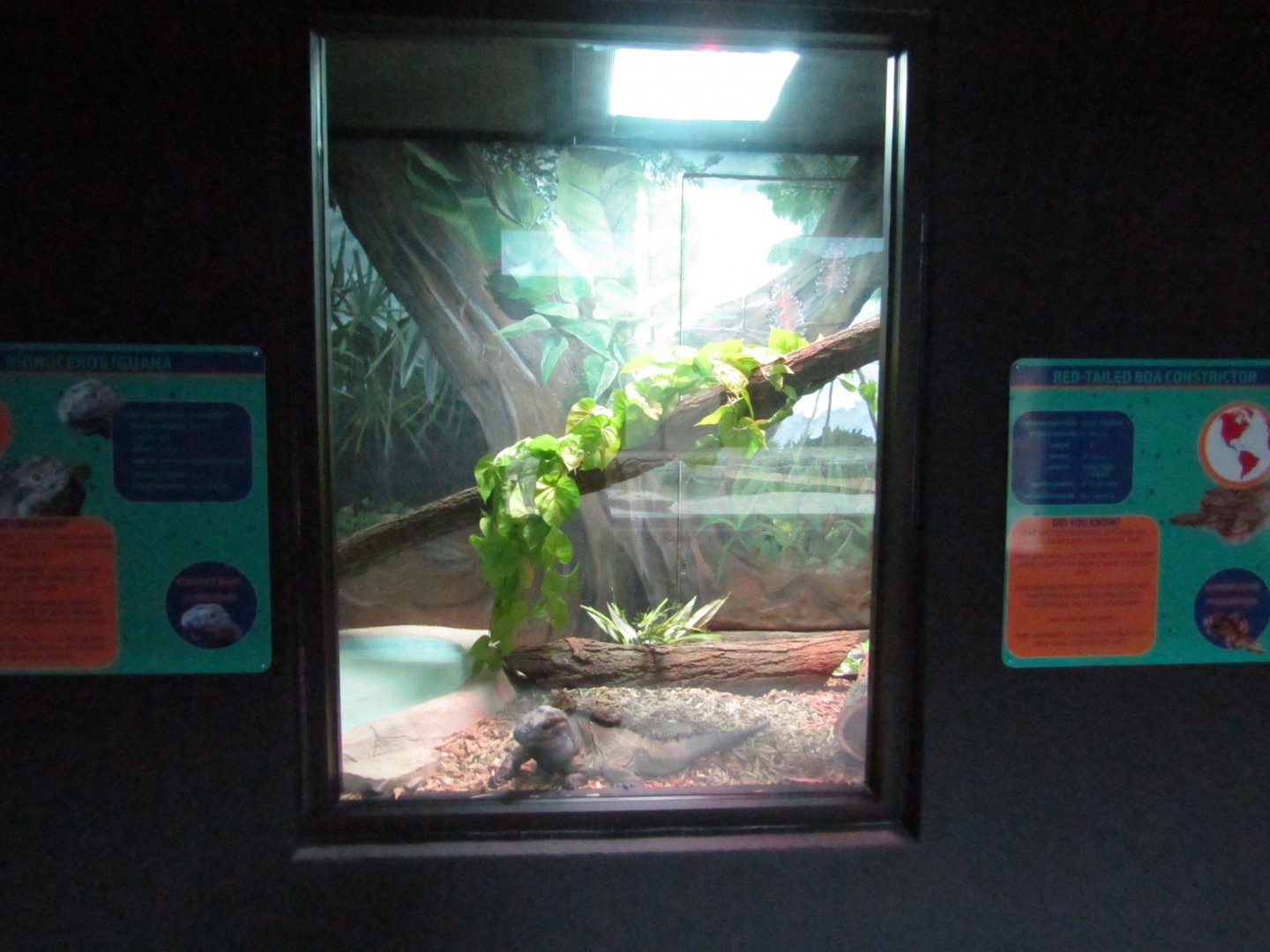 New Penguin Cove - Rhinoceros Iguana Exhibit