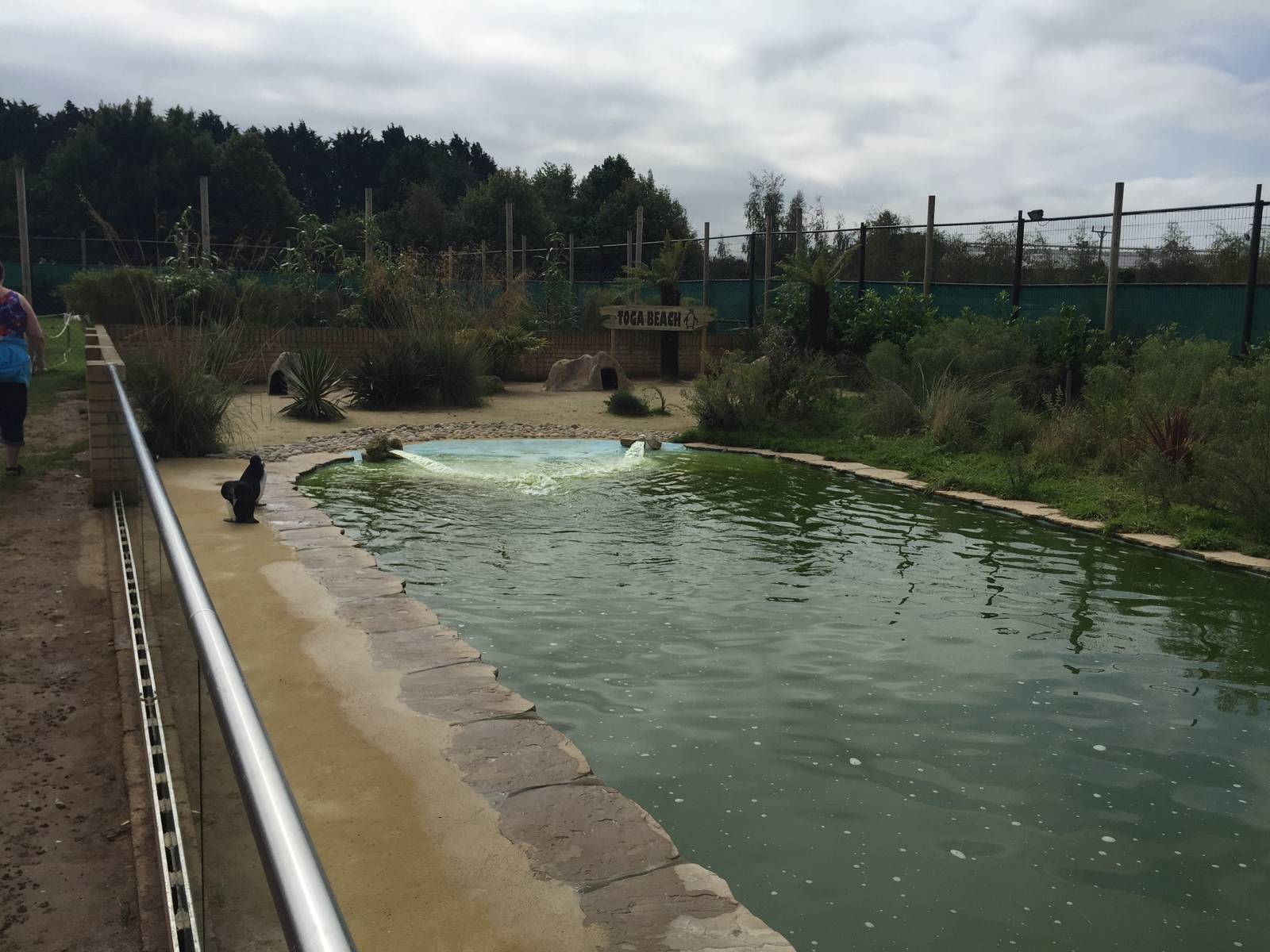 New penguin enclosure - 30/08/15