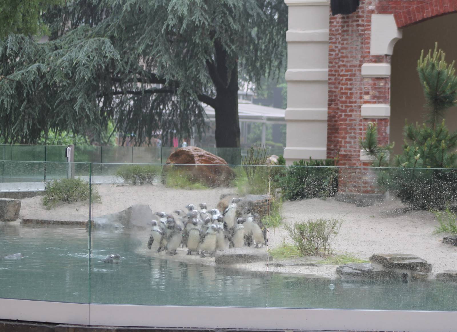 New penguin-enclosure