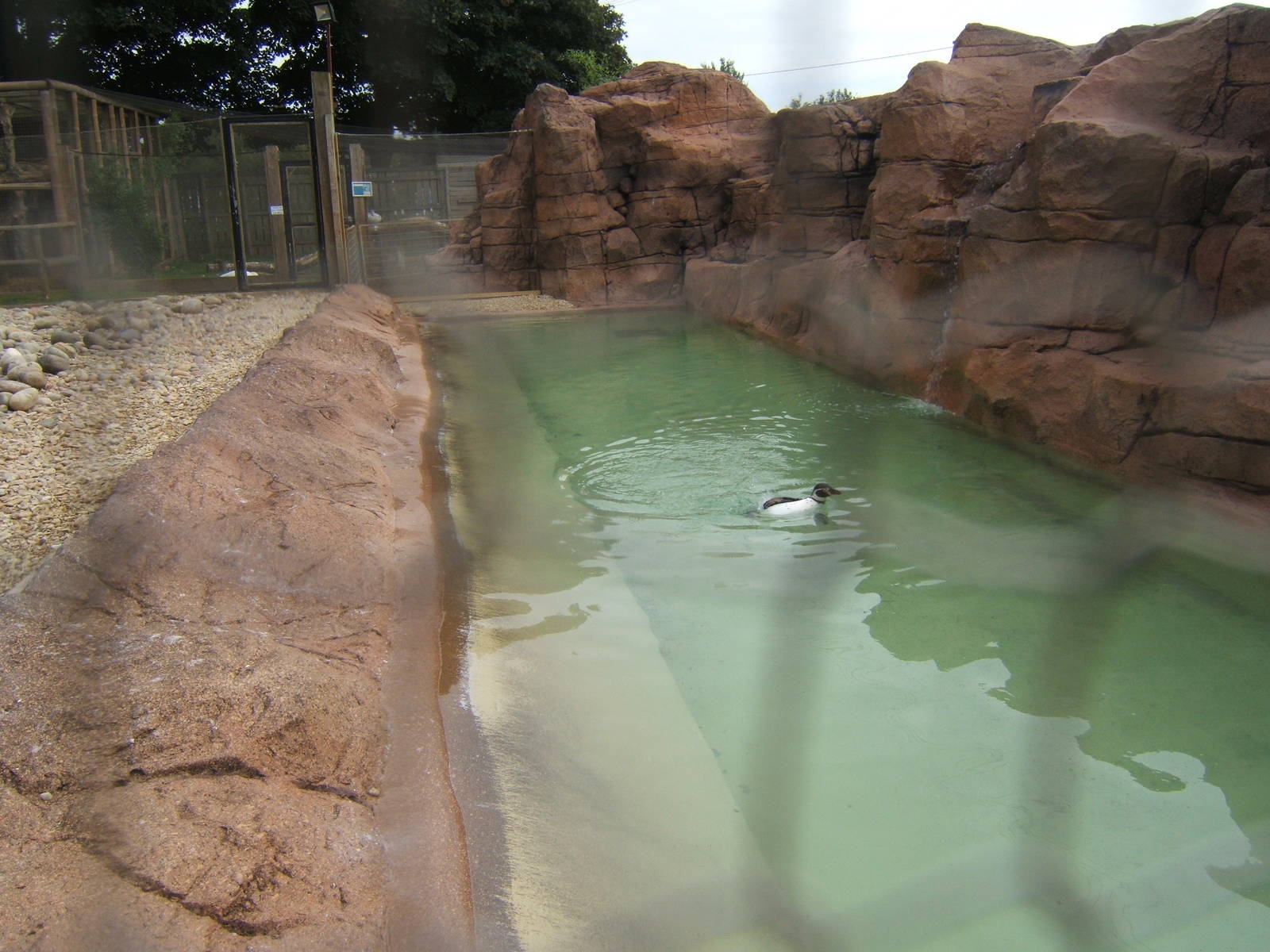 New Penguin enclosure