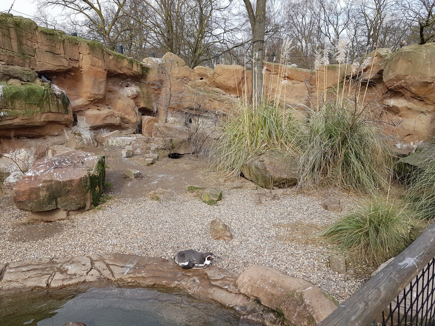 New penguin enclosure