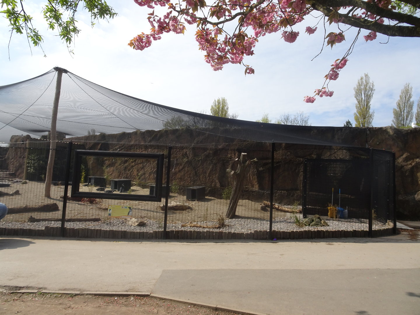 New Penguin Enclosure