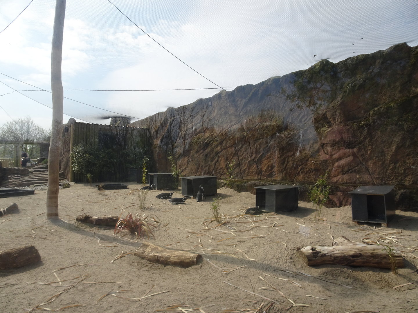 New Penguin Enclosure