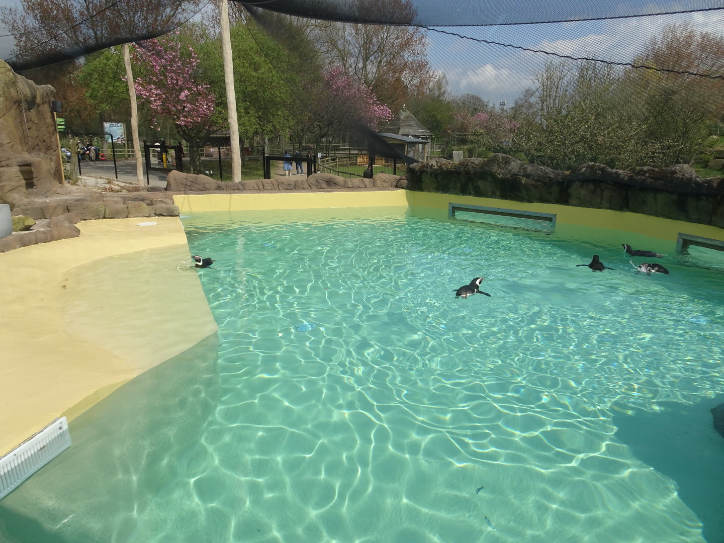 New Penguin Enclosure