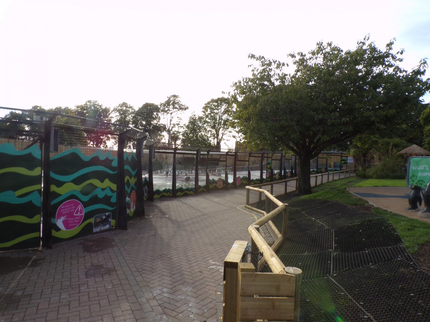 New penguin parade area 16.9.24