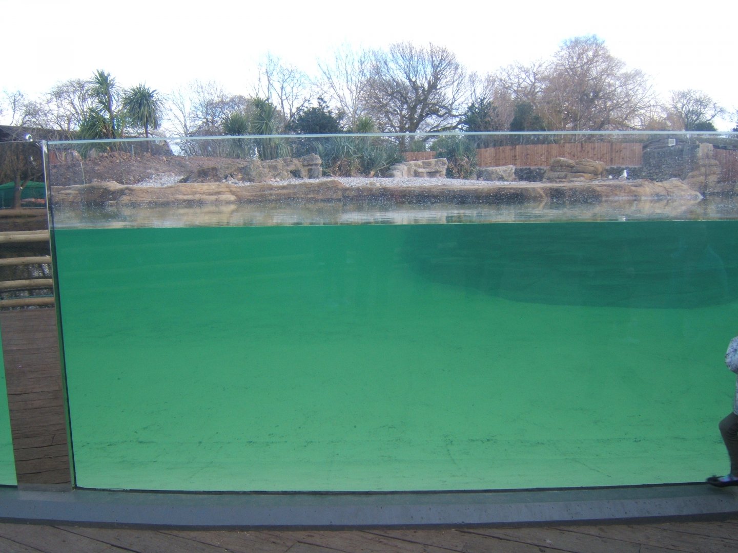 New Penguin viewing window 17/02/2018