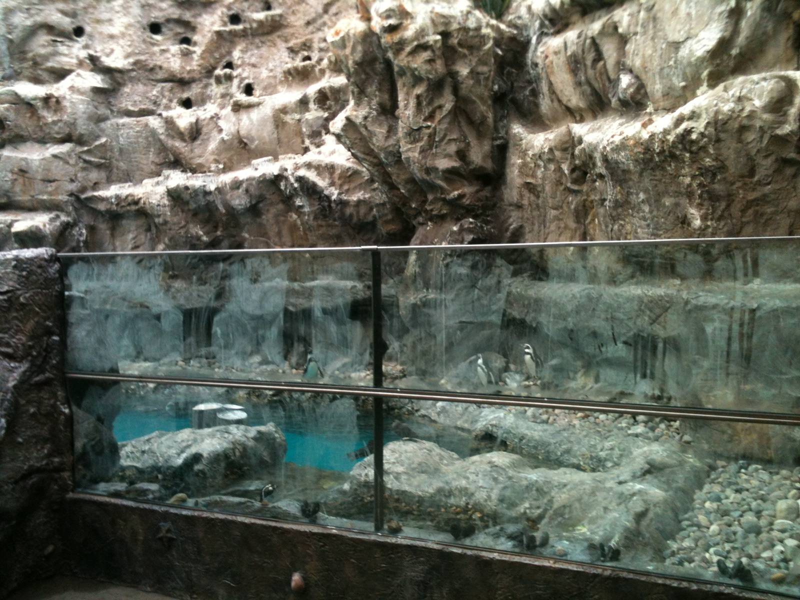 New Penguin Viewing Window