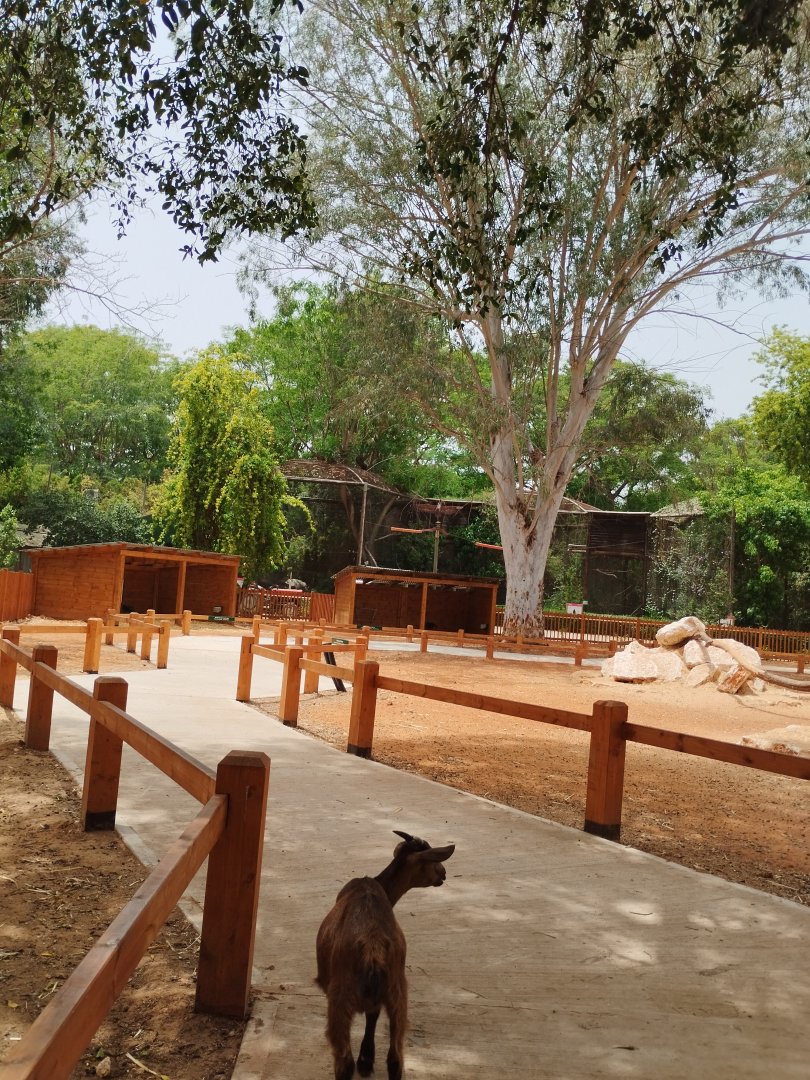 New petting zoo area 3