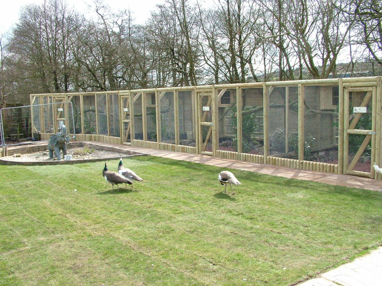 New Pheasant aviaries at Blackbrook Apr 09