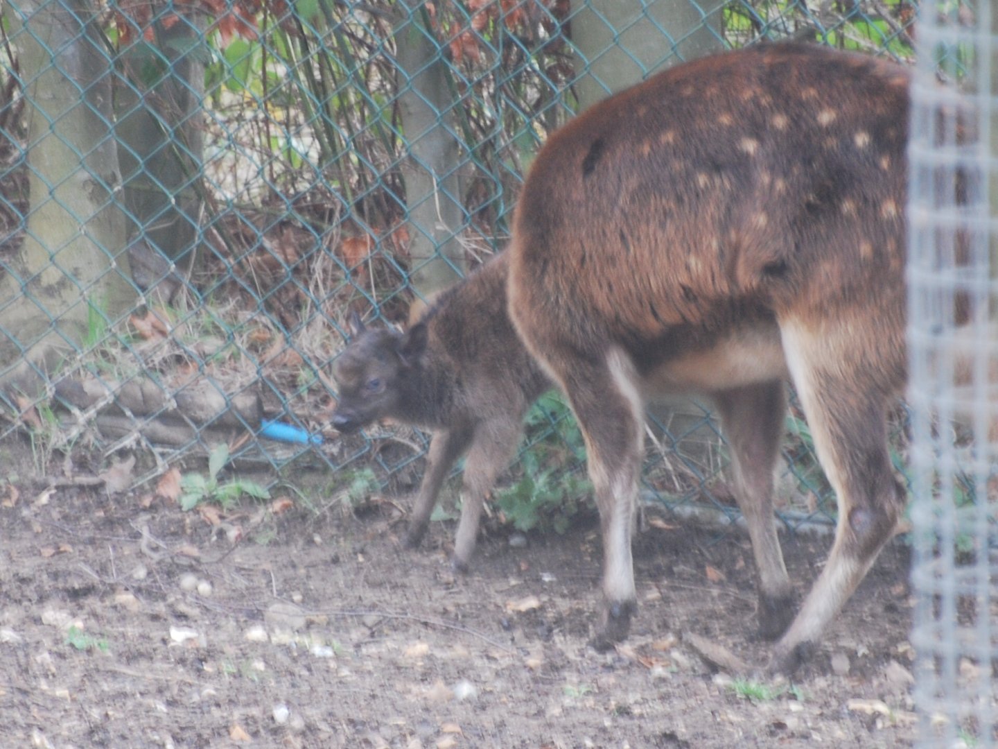 New Philippine spotted deer fawn