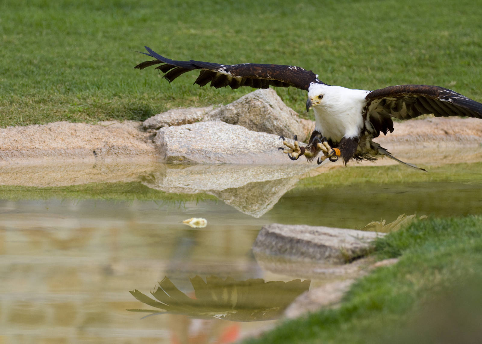 new photos from the Bioparc bird show