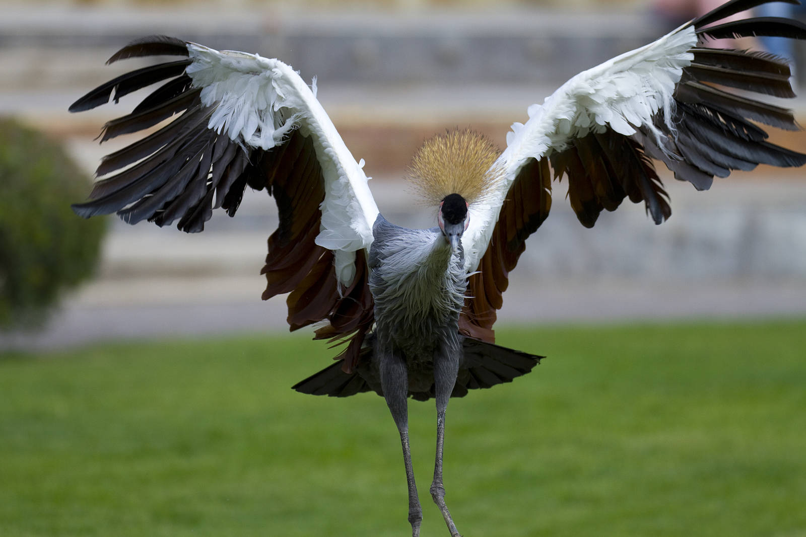 new photos from the Bioparc bird show