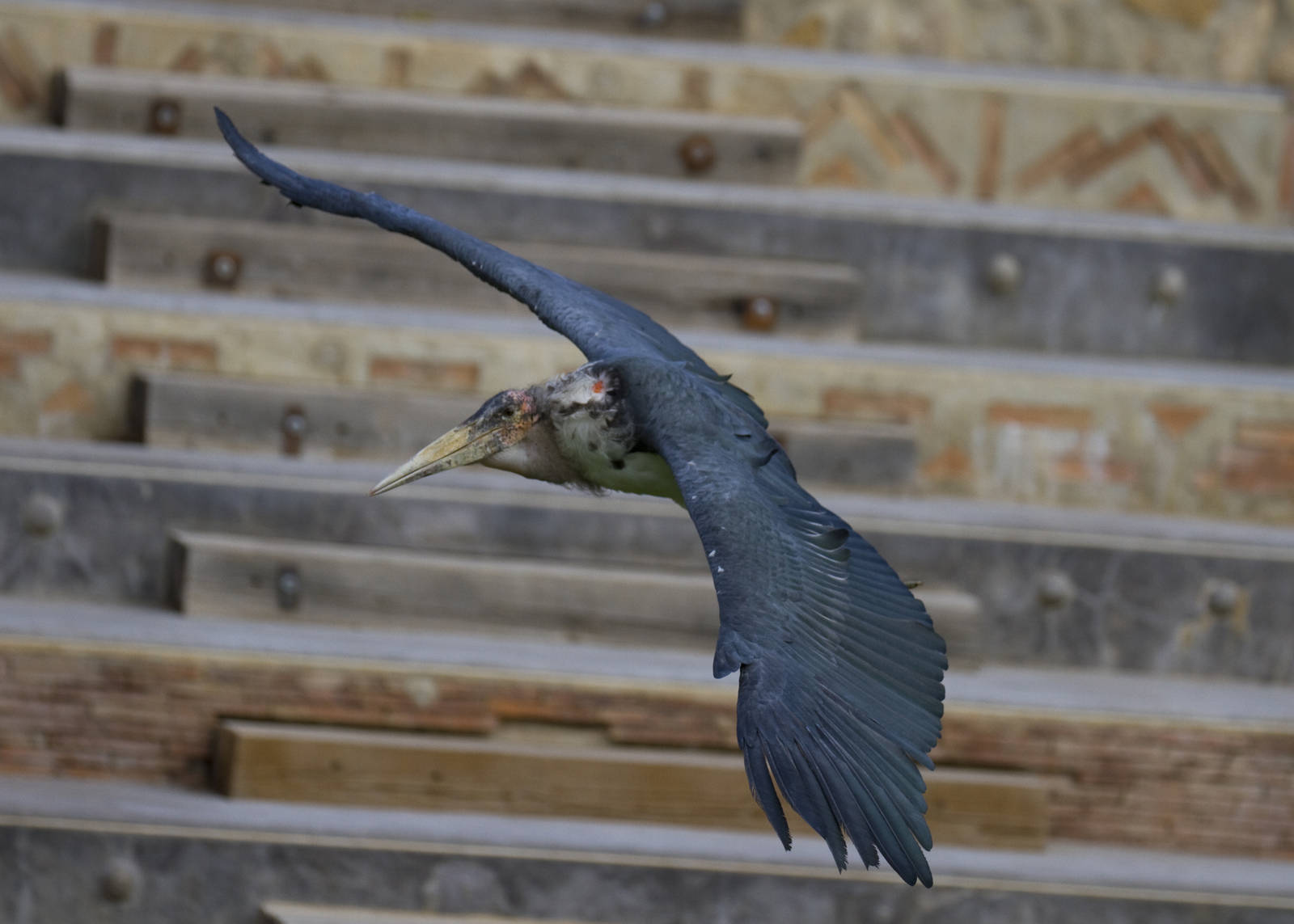 new photos from the Bioparc bird show