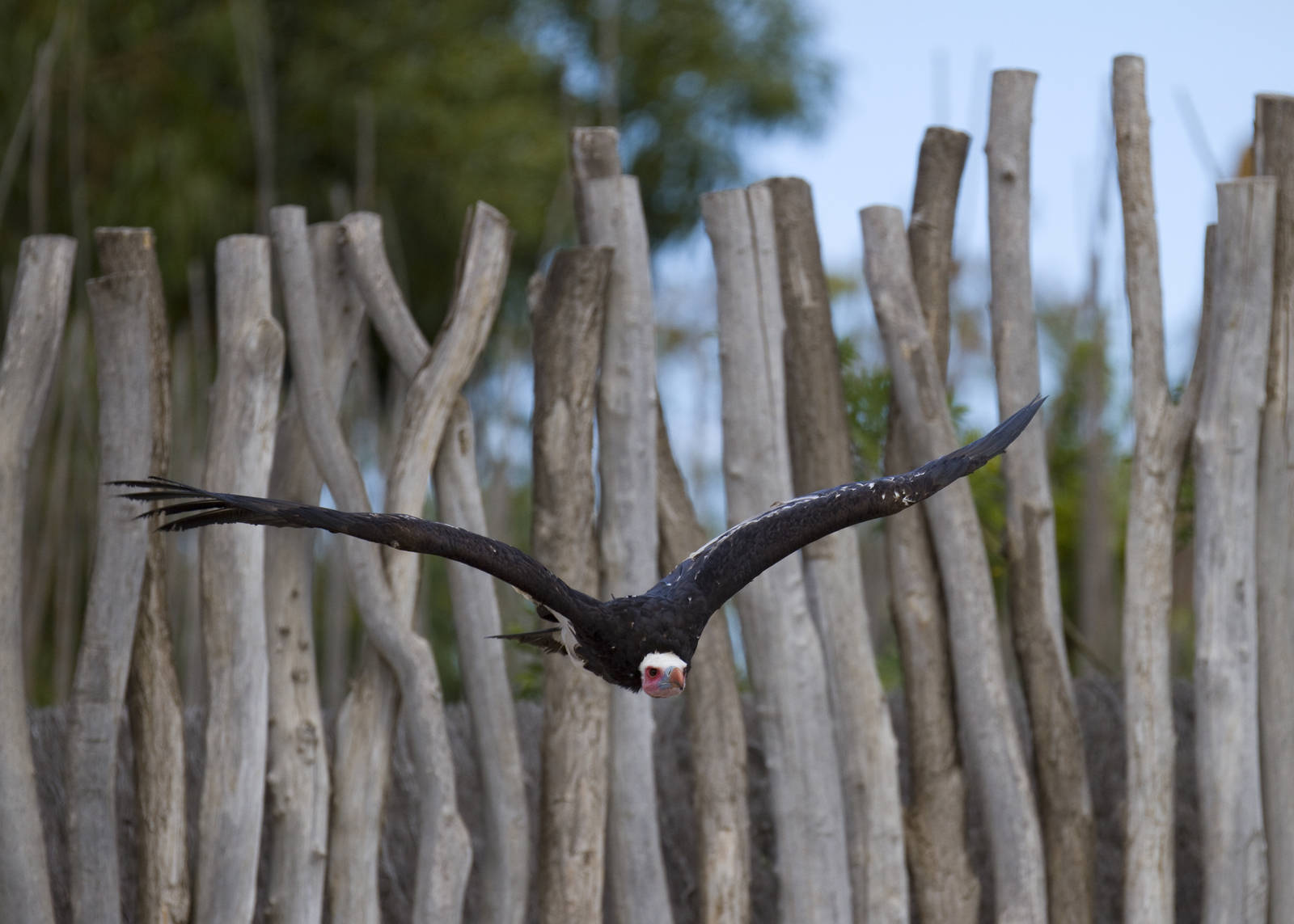 new photos from the Bioparc bird show