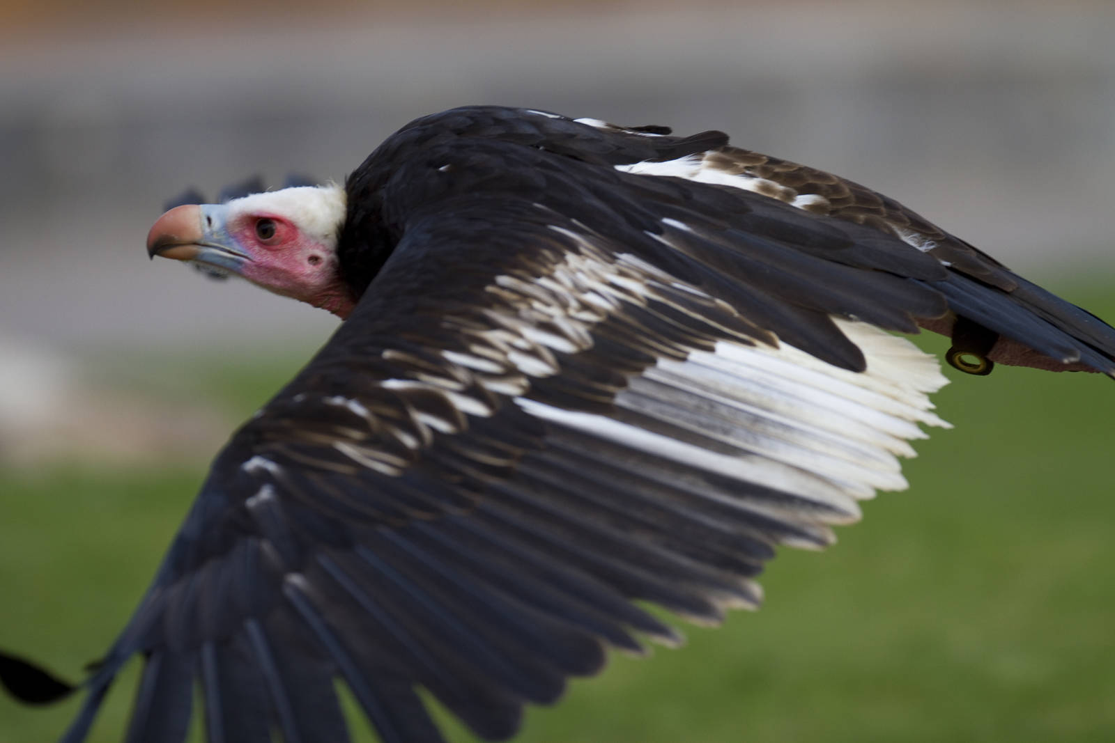 new photos from the Bioparc bird show