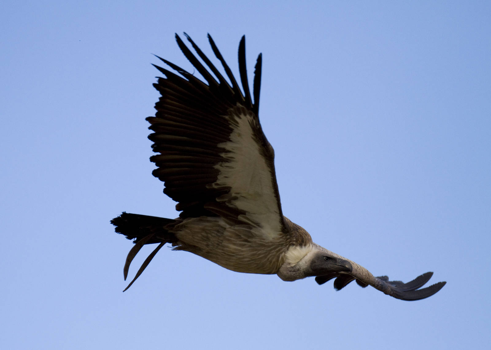 new photos from the Bioparc bird show
