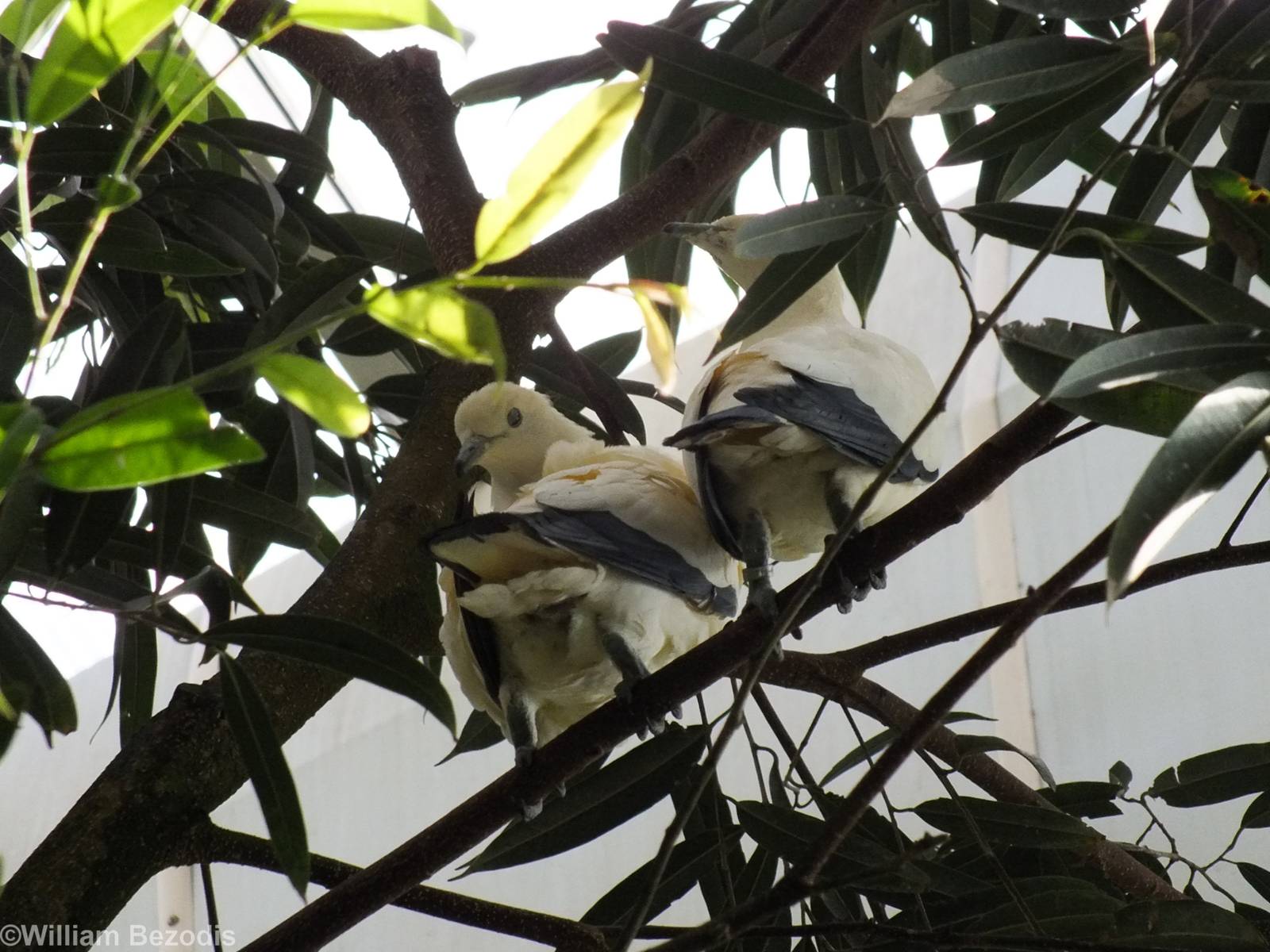New Pied Imperial-pigeons in Walkthrough Tropical Aviary