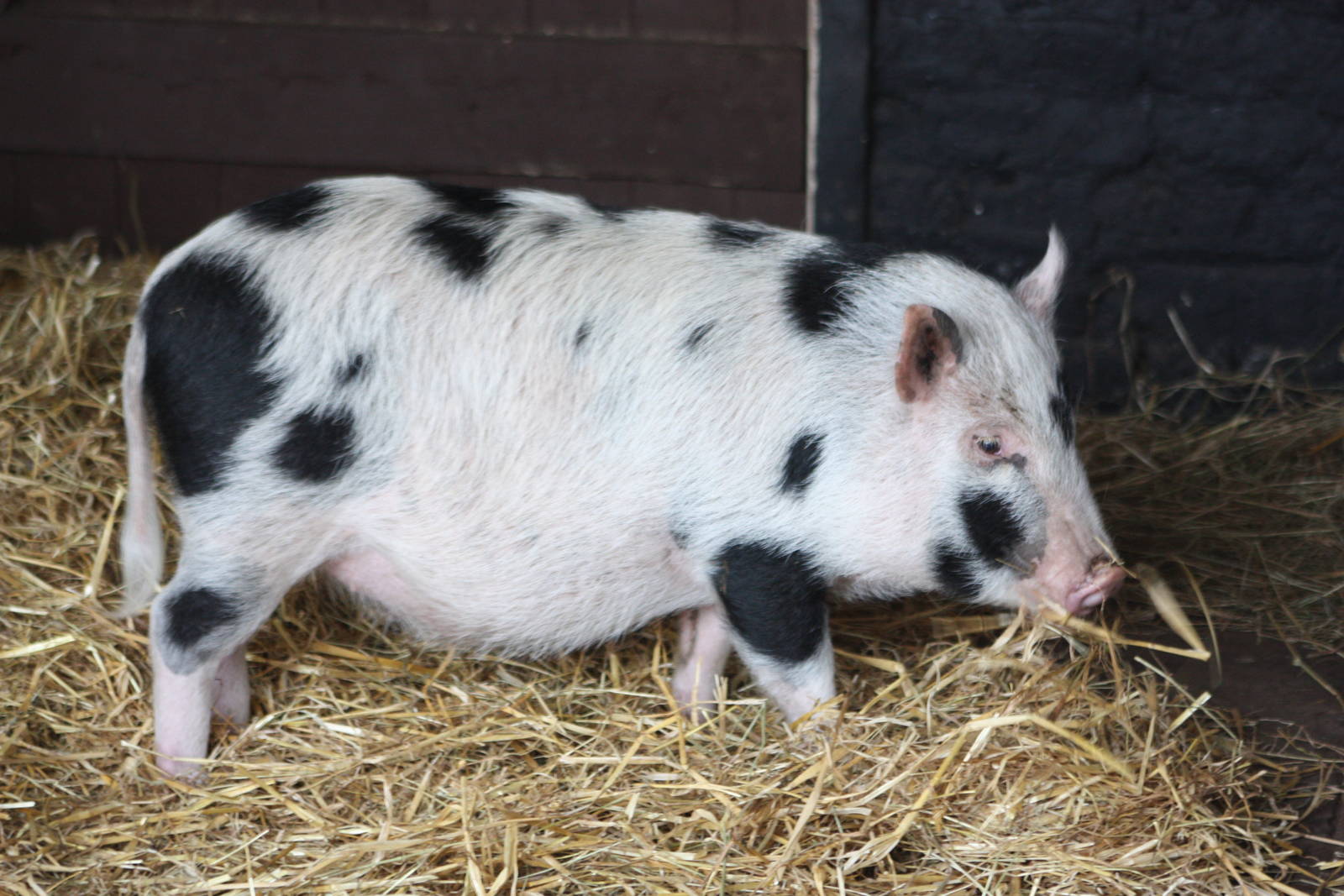New pig, Mickey; 24th October 2015