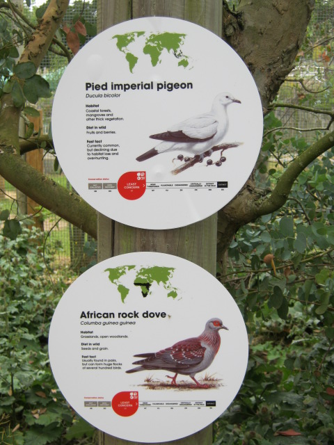 New Pigeon signage