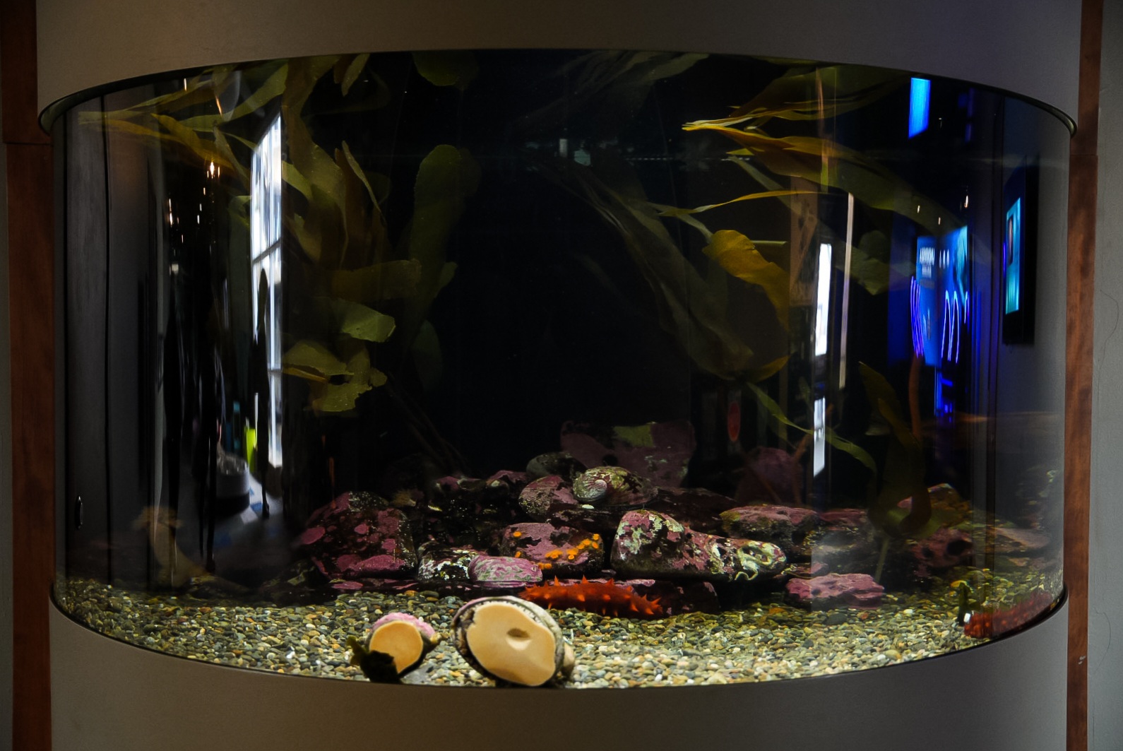 New Pinto Abalone Tank