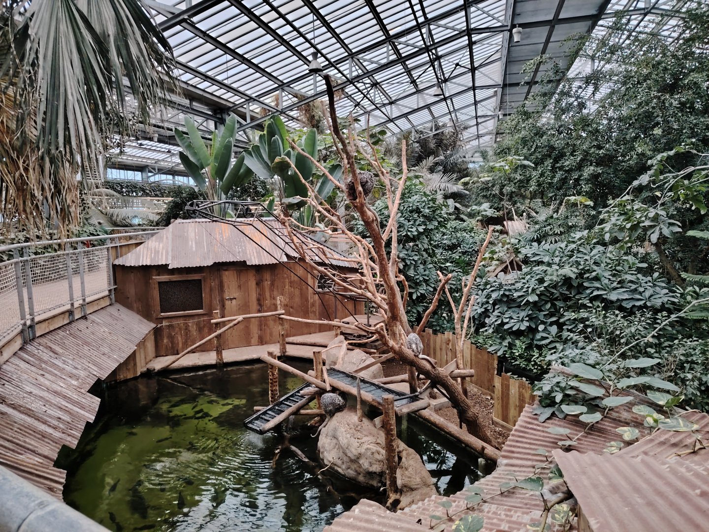 New piranha aquarium with Brazilian Porcupine exhibit