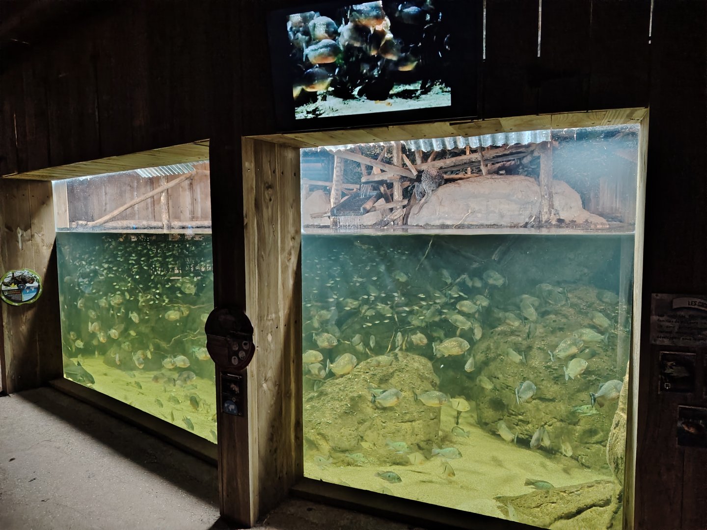 New piranha aquarium