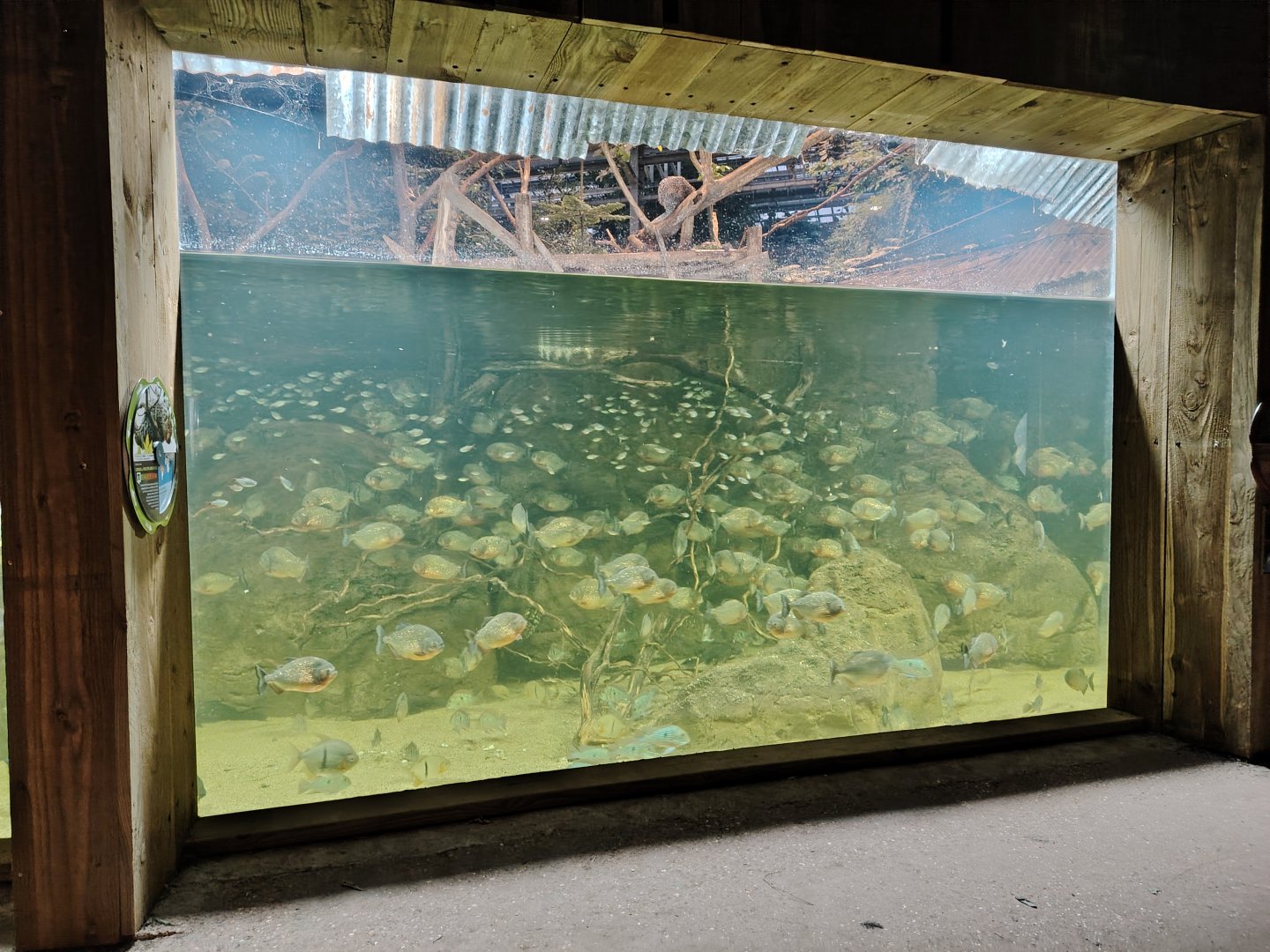 New piranha aquarium