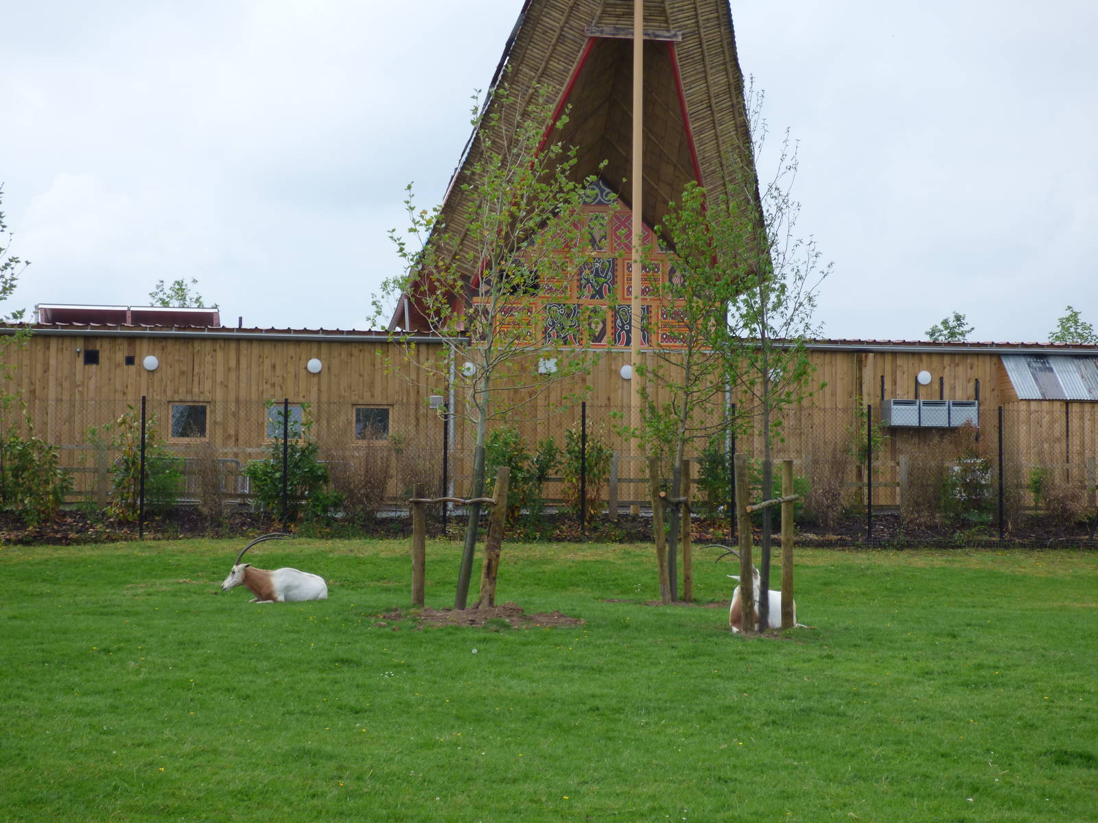 New Planting of trees in Oryx enclosure