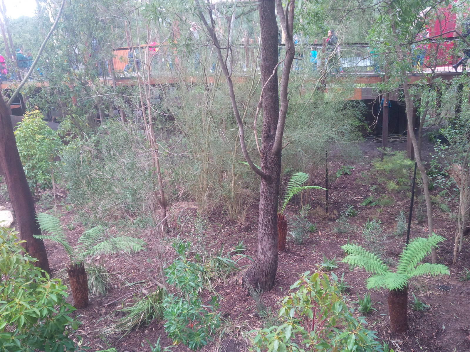 new plantings in the Koala area